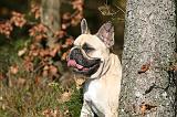 BOULEDOGUE FRANCAIS 1251
